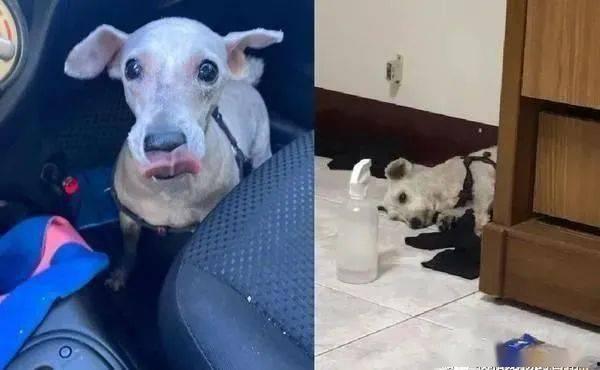 狗狗转世成人的故事视频,一段跨越生死的奇幻旅程