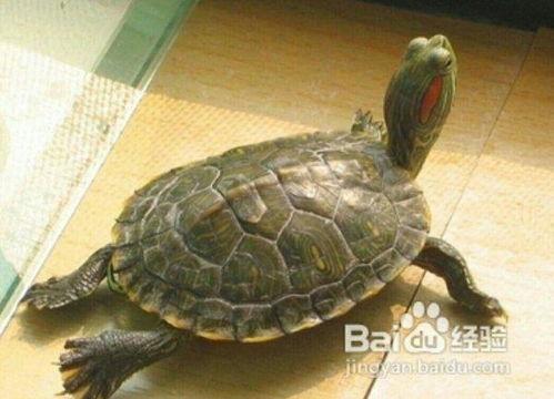 成人模仿乌龟视频大全集,趣味视频大盘点