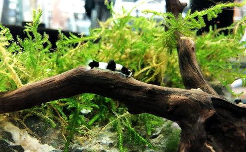 成人可爱小熊帽视频,成人可爱小熊帽视频大赏