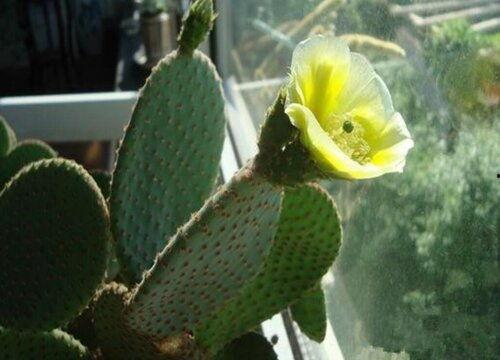 成人掌开花的视频,揭秘成人掌开花的神奇瞬间