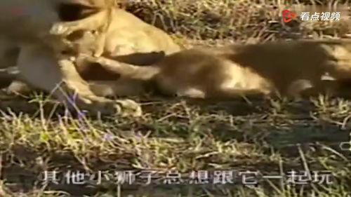 成人玩狮子视频大全集